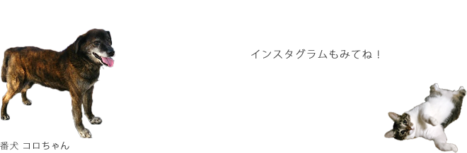 インスタグラムも見てね