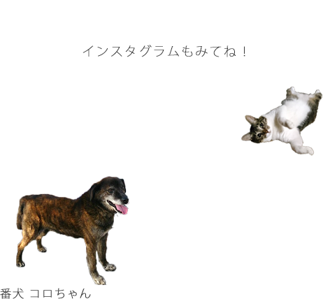 インスタグラムも見てね
